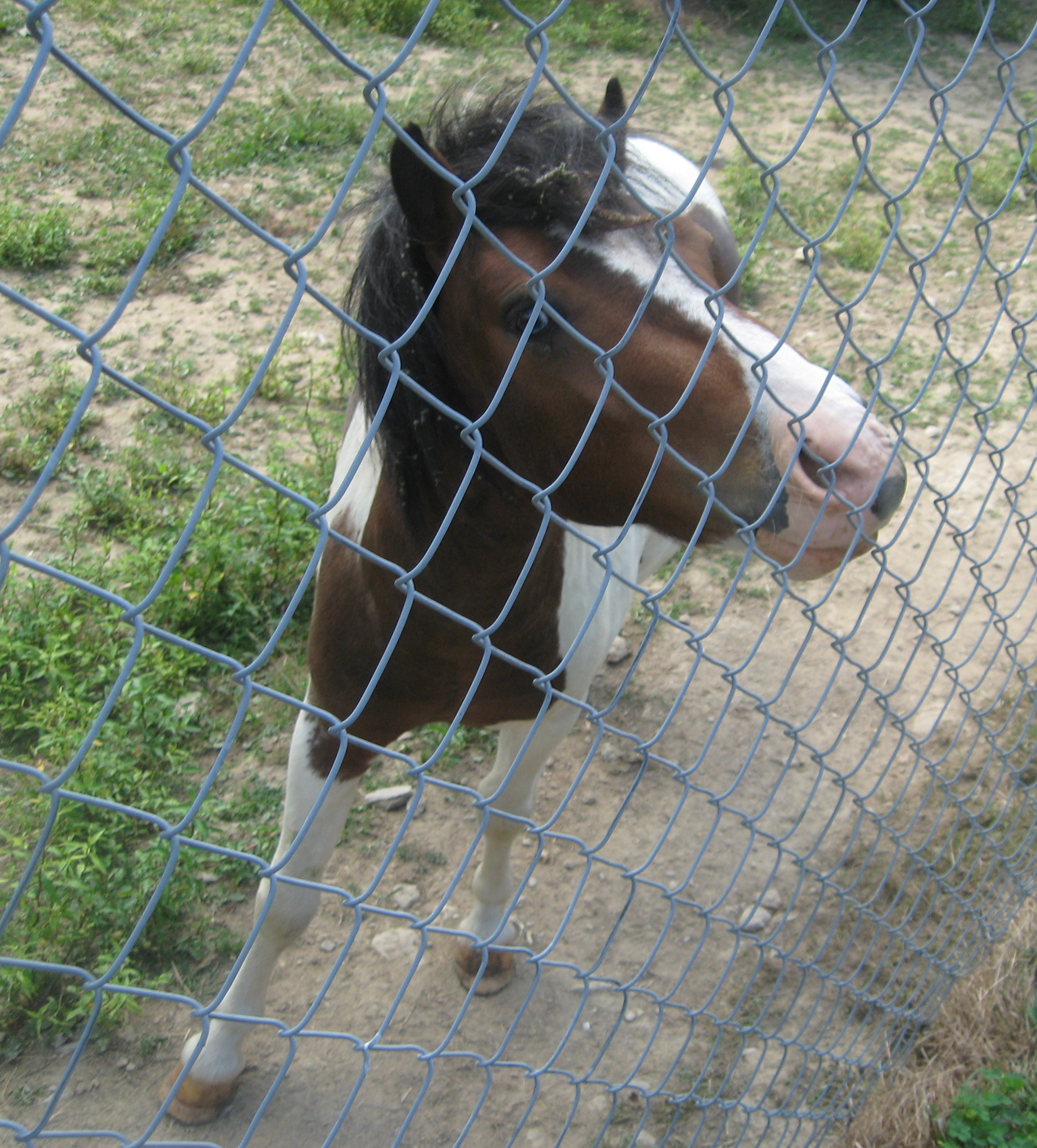 Pinto pony