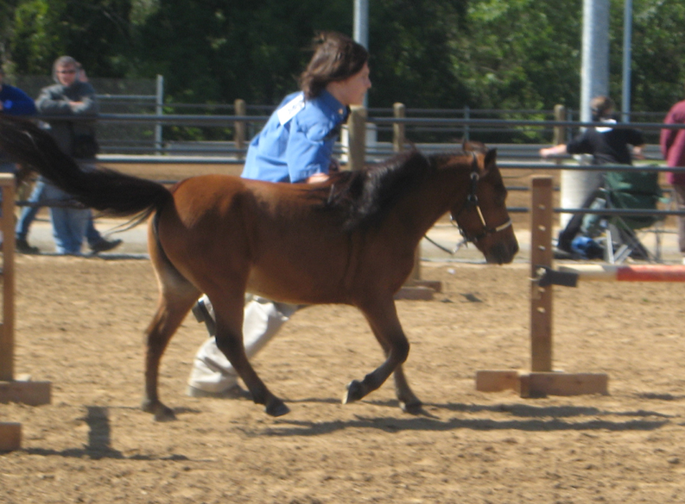 Pony hurdles 4