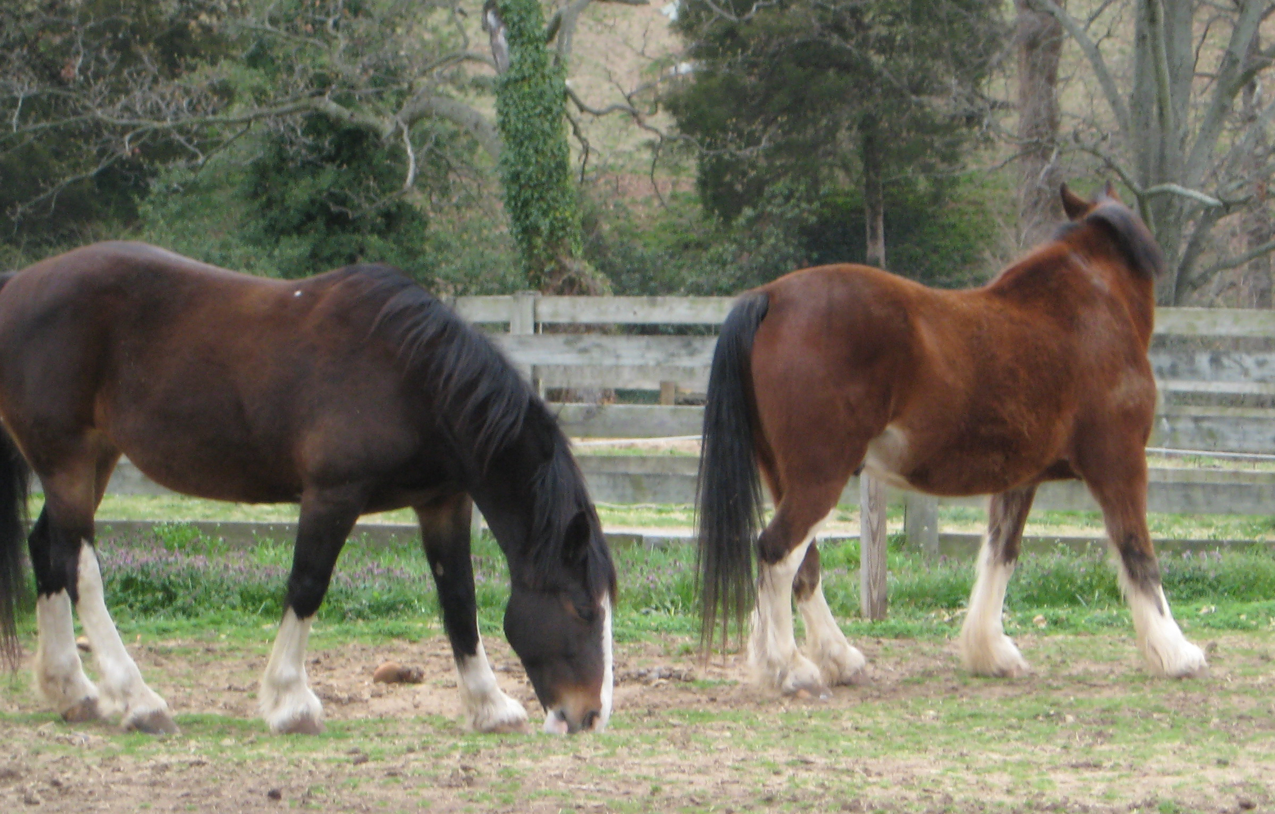 Clydesdales in the pasture 2