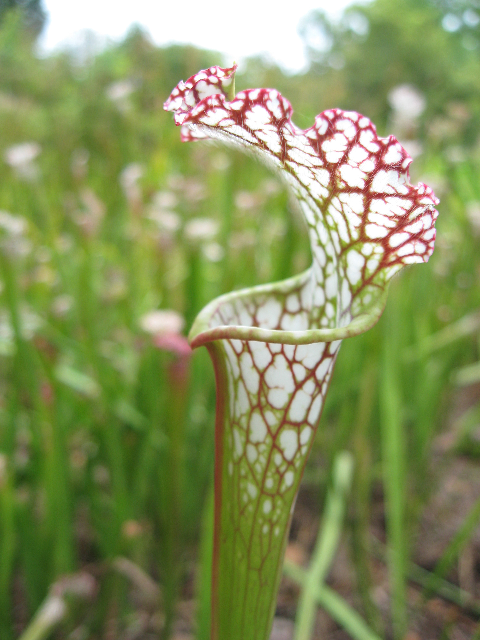 Pitcher plant 2