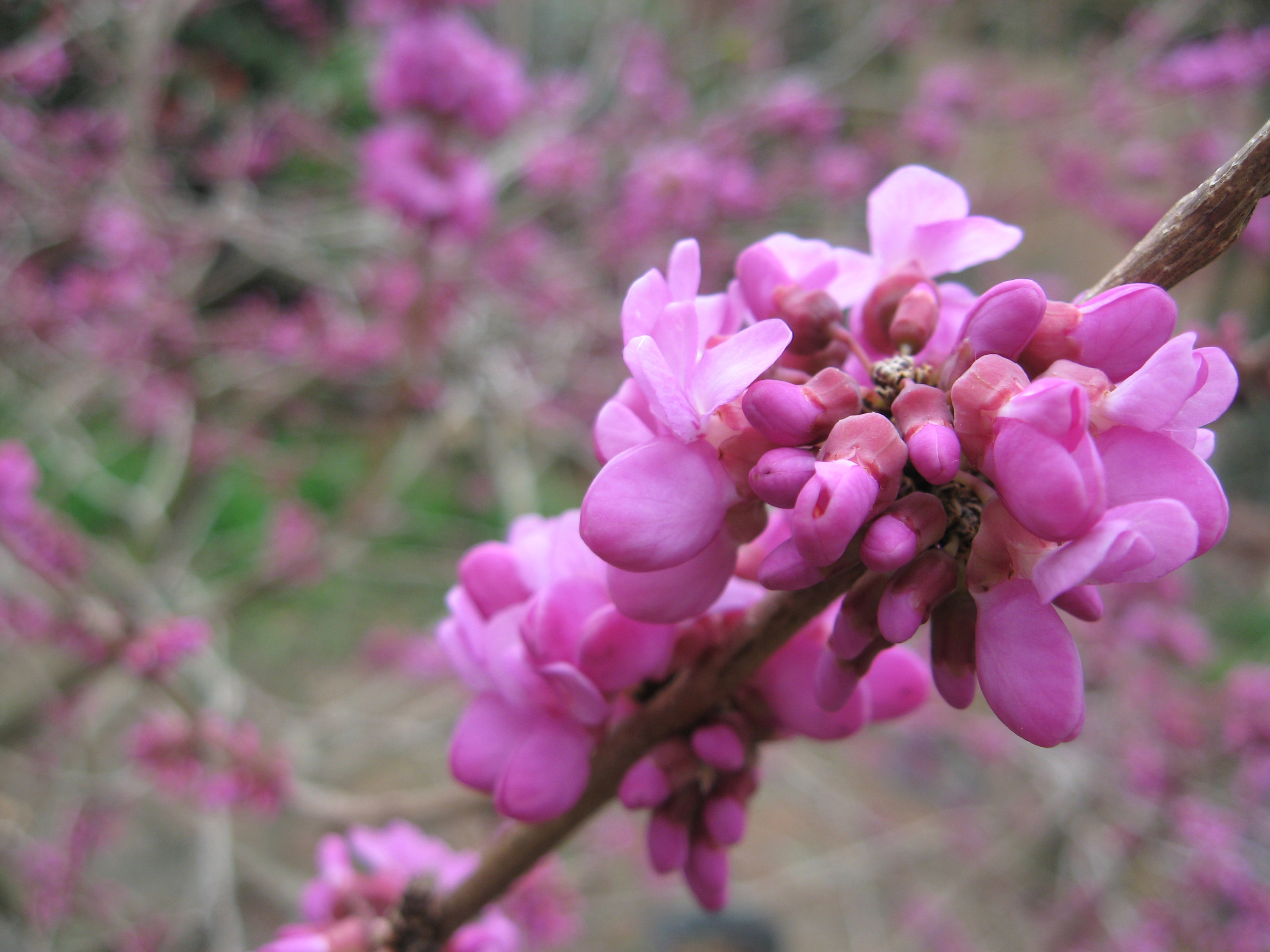 Redbud 2