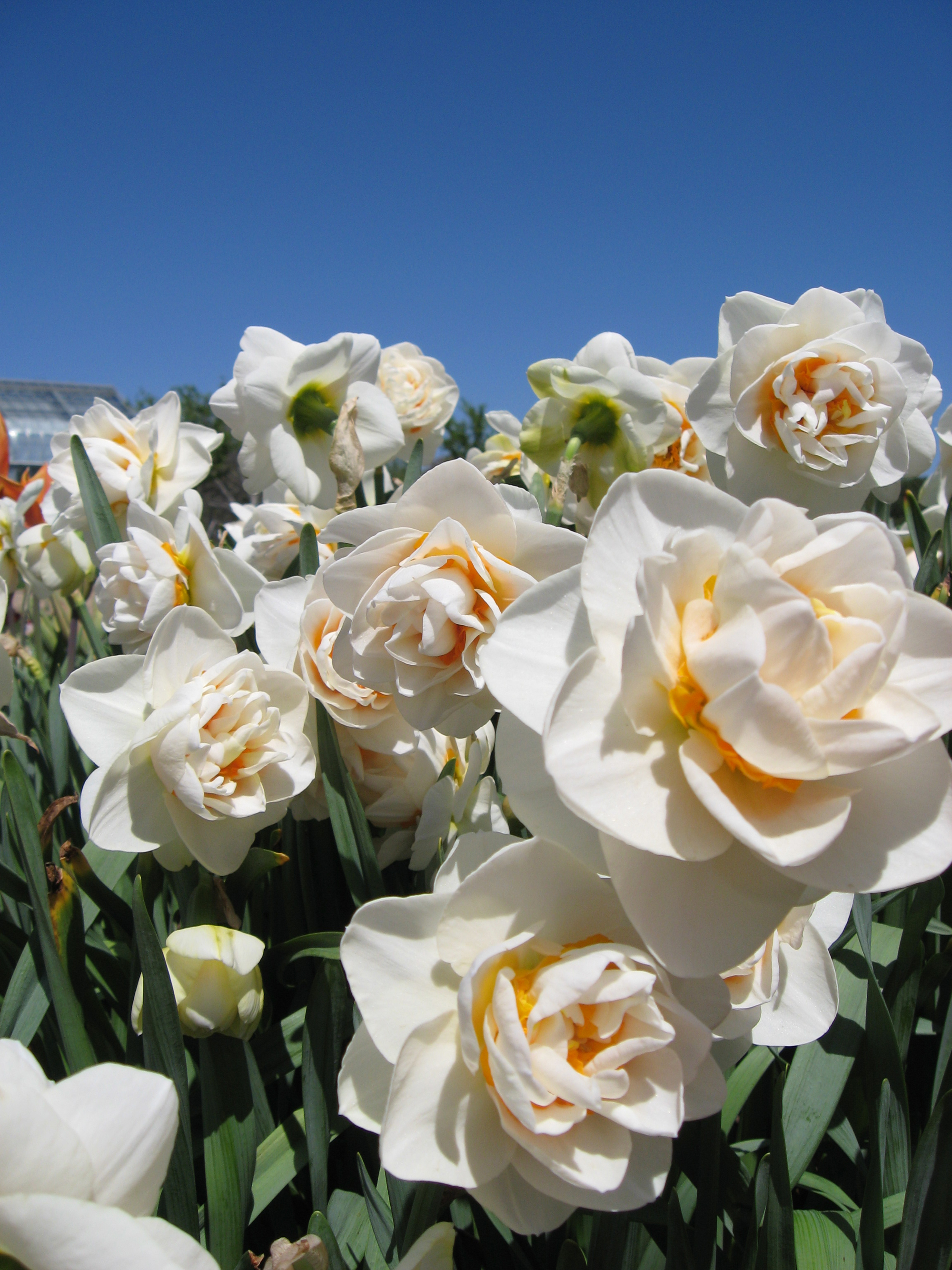 Doublecup daffodils