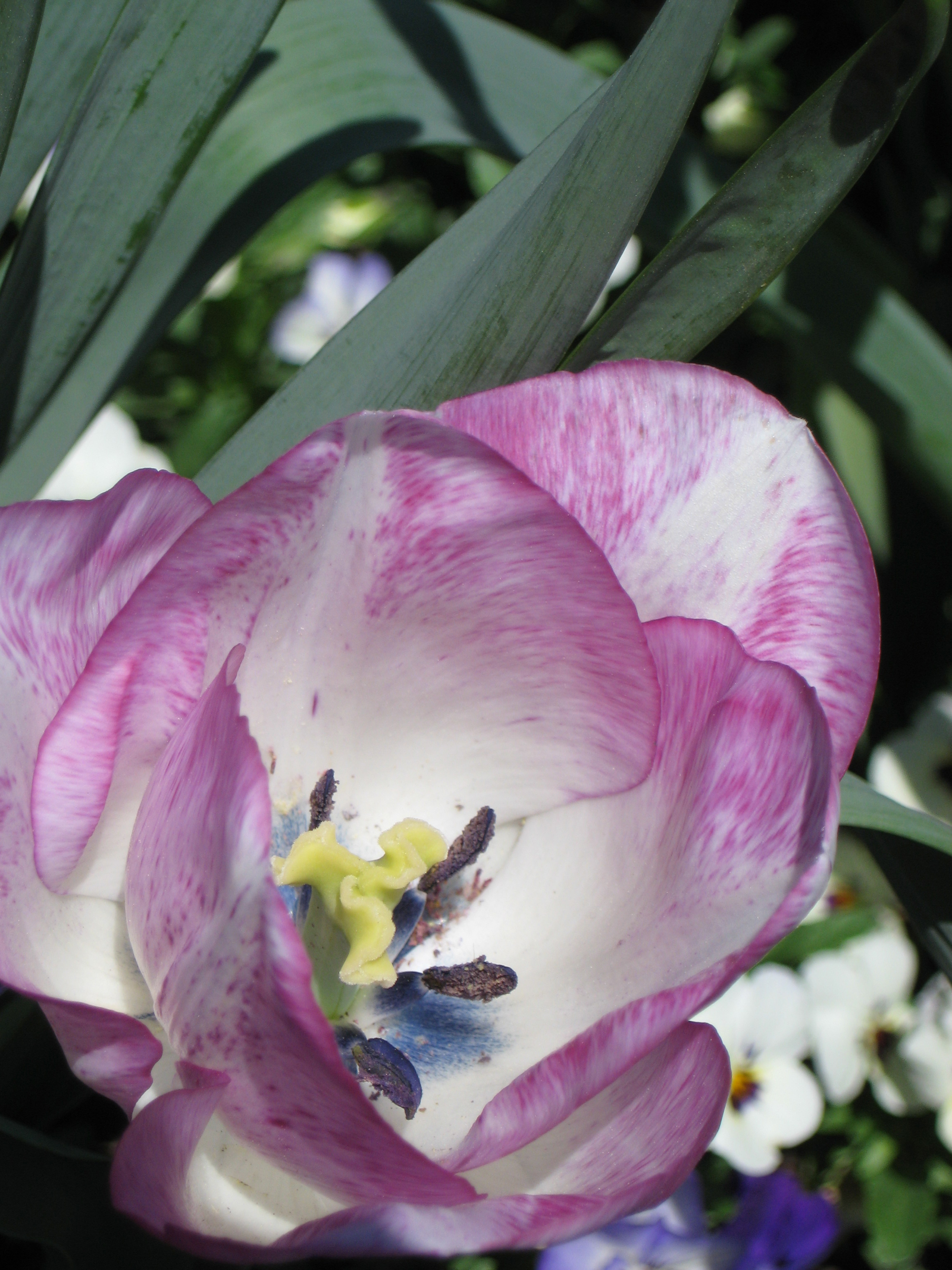 Purple edged tulip