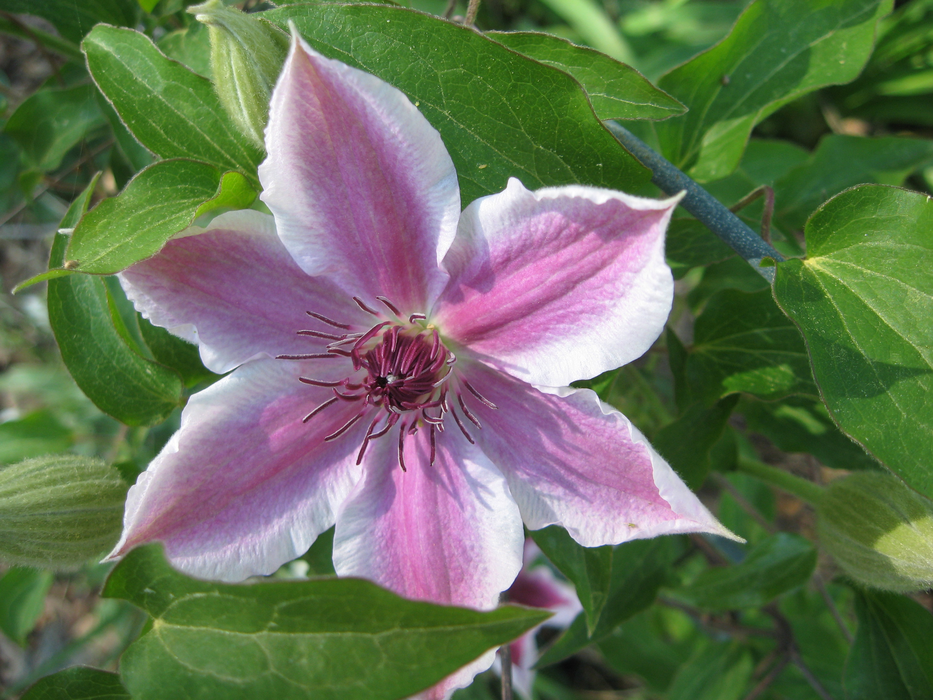 Clematis