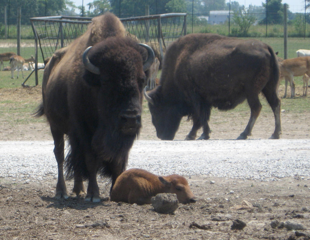 Bison with calf