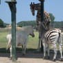 Zebra giraffe 2