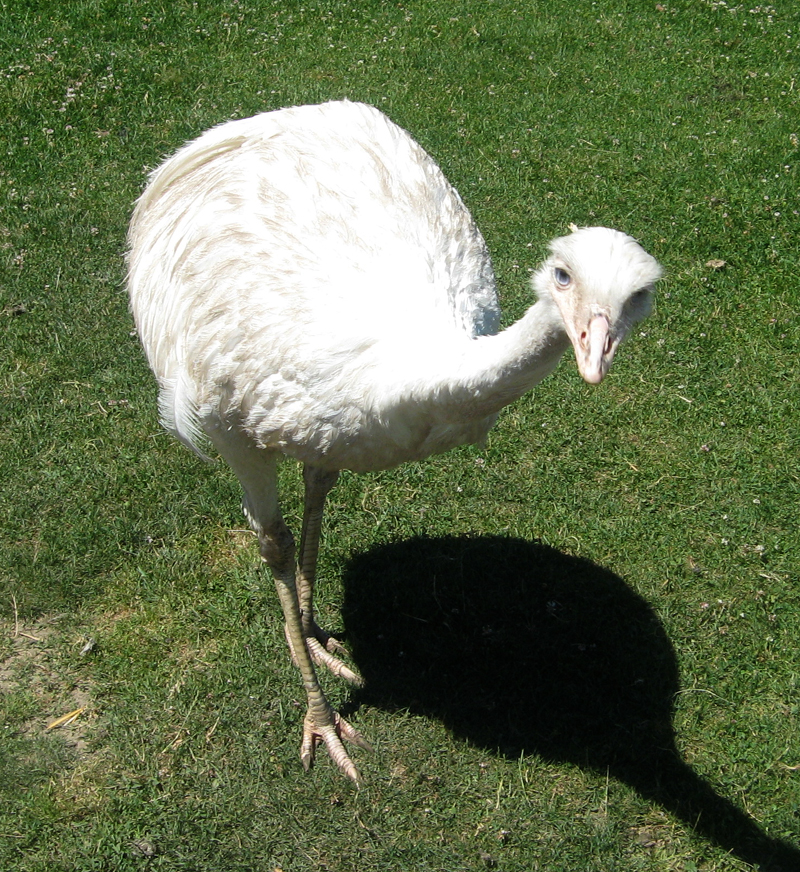 White rhea