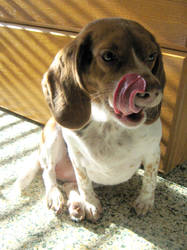 Beagle tongue