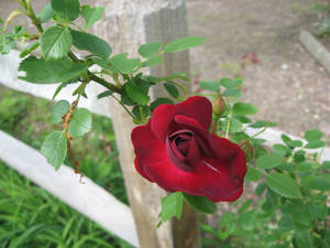 Rose neighborhood fence