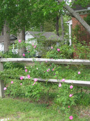 Garden fence 1