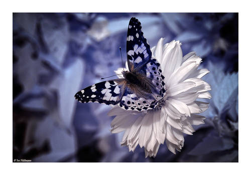 Butterfly infrared