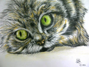 Green Eyed Cat