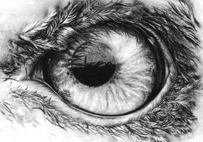 Eagle's eye in pencil