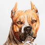 Staffordshire Terrier Portrait