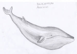 Balaenoptera Musculus