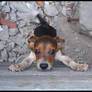 Trapped Beagle Pup