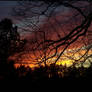 Oak Limbs Sunset