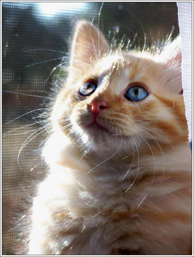 Blue Eyed Prince by MaraBrook on DeviantArt