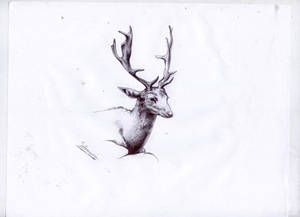 Deer - Venado 3