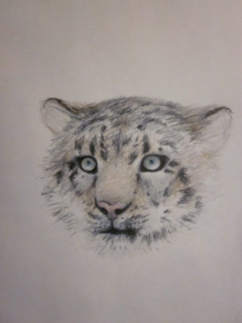 snowleopard' Cecilie miv