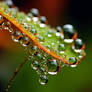 Beautiful Dewdrops