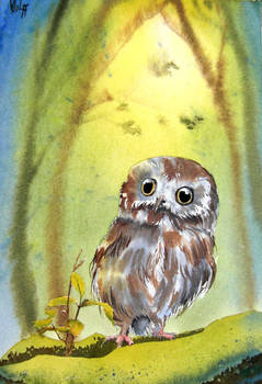 A little owl