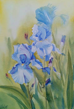 Blue Irises