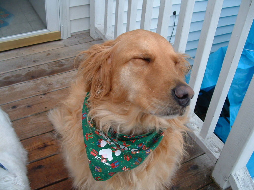 My Riley dog by ssf on DeviantArt