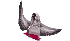 3D african grey parrot