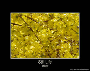 Still Life - Yellow