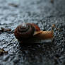 Snail9