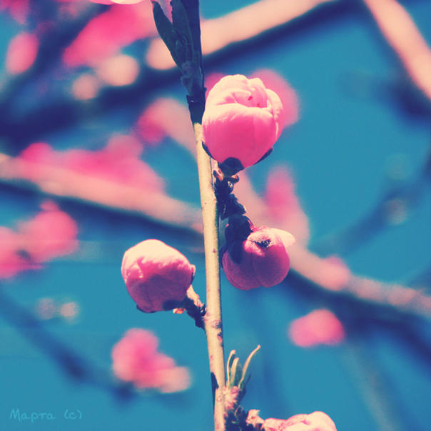 crazy about pink by mapta on DeviantArt