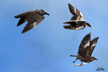 Skuas