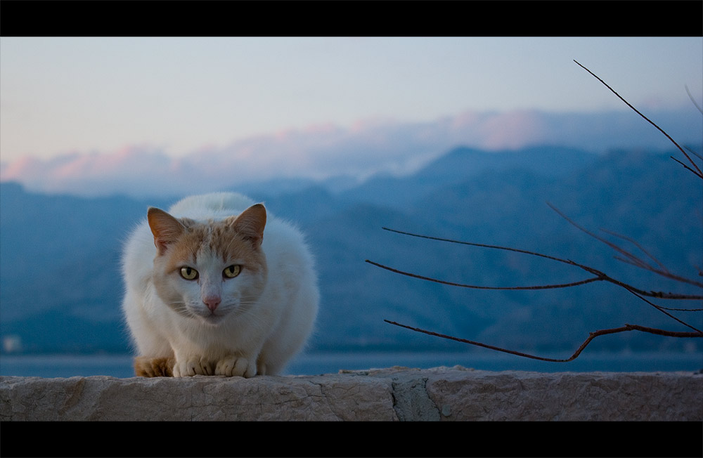 The Cat
