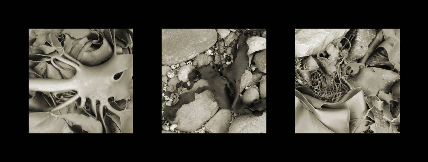 Kelp Tryptych by neubauten