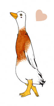 Indian Runner Duck Request