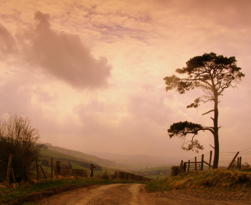 Scots pine