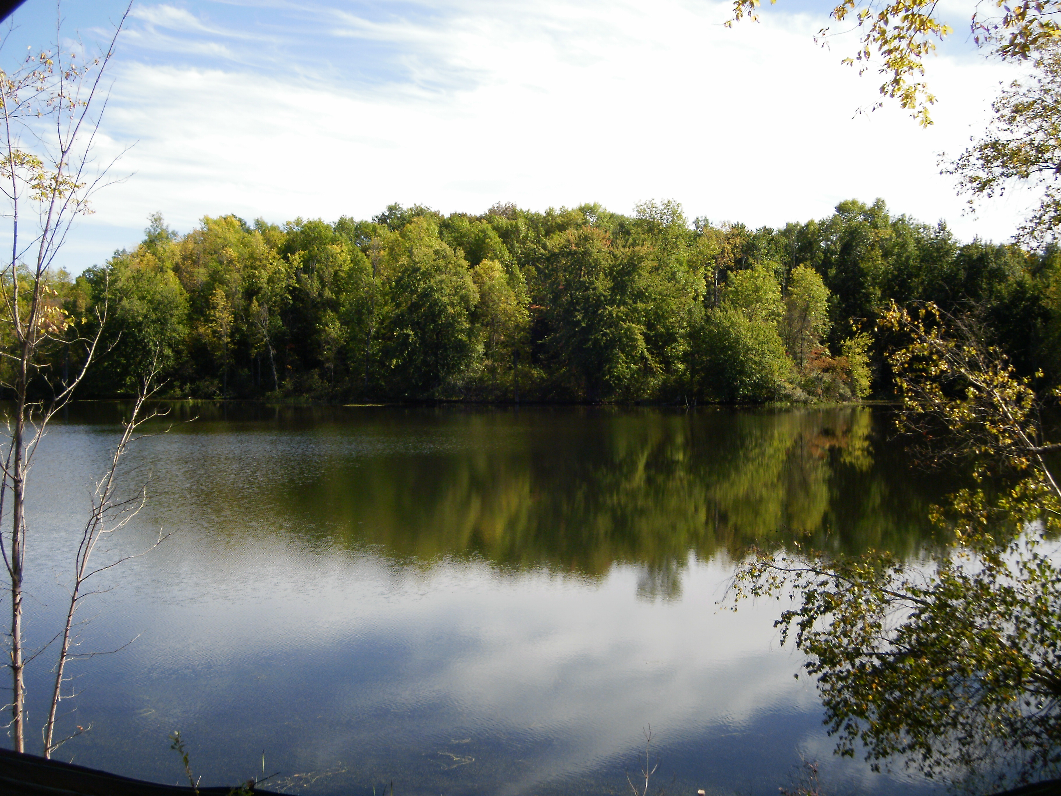 Treeline