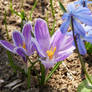 Crocus