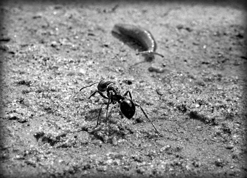 ant vs slug by ape on DeviantArt
