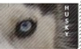 Husky Eyes Stamp