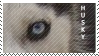Husky Eyes Stamp by HelloImaginaryFriend