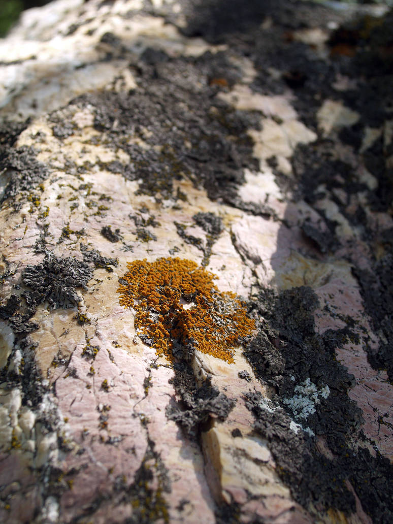 Crustose Crustose lichen on rock by nose-to-the-wind on DeviantArt