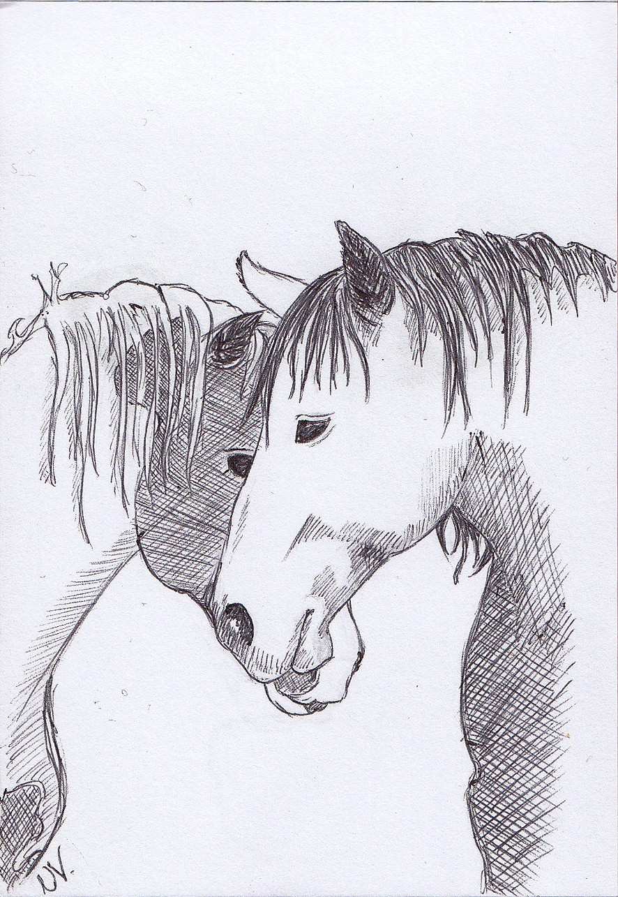 Horses