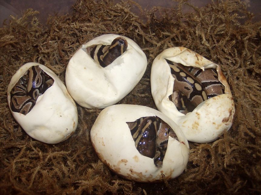 Hatching Ball Pythons 5 by the-shiznite on DeviantArt