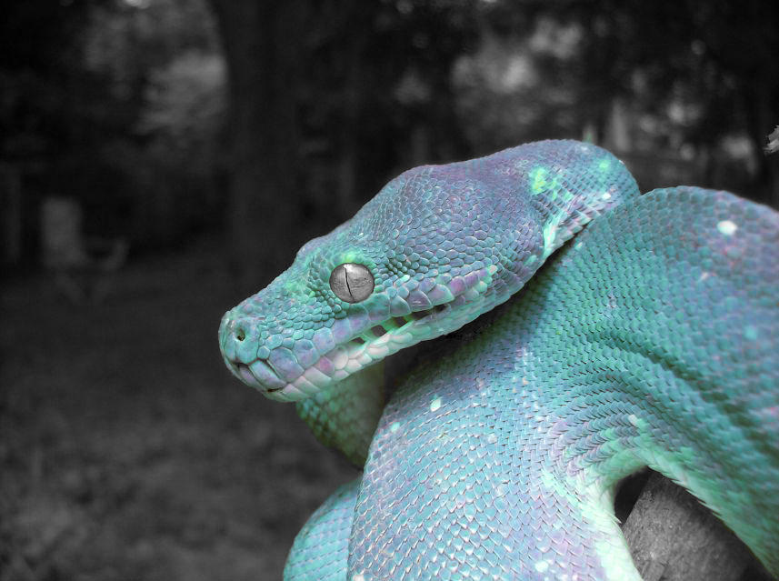 Blue Green Tree Python by the-shiznite on DeviantArt