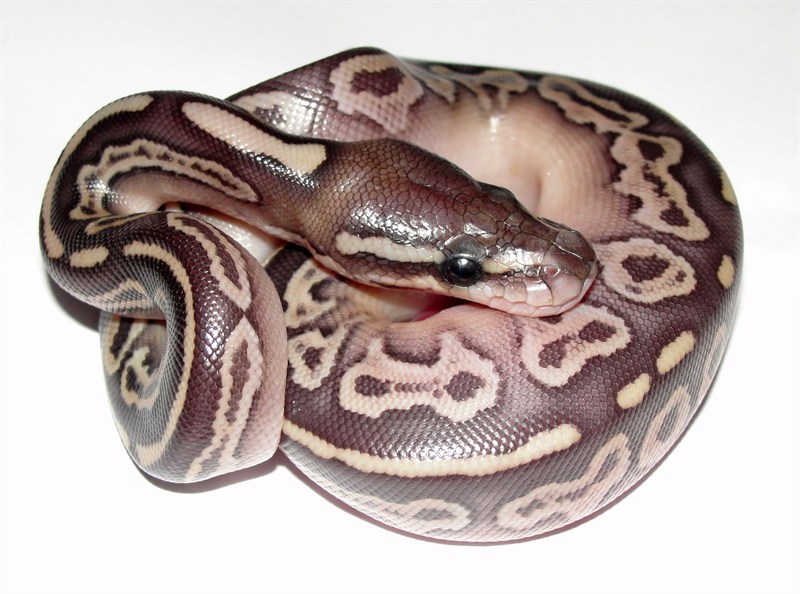 PR98 - Female Lesser Black Pastel 50% het Pied