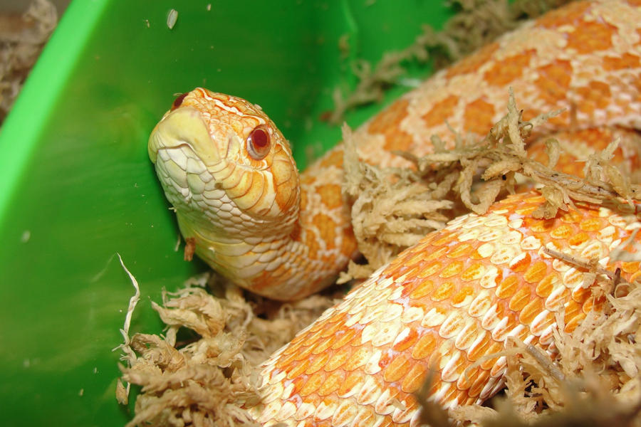 Beewa - Albino Western Hognose F