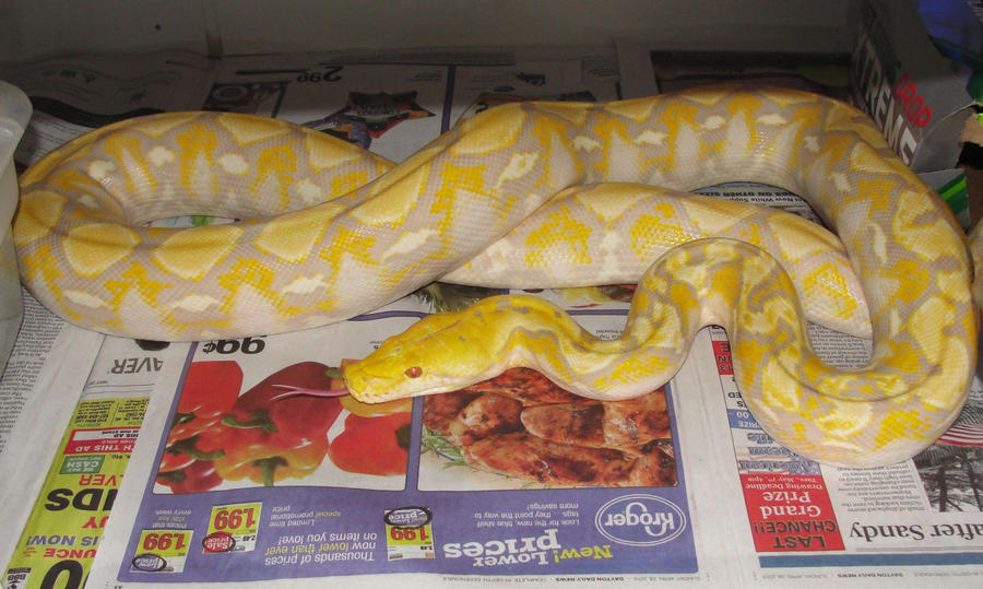 Ninlil - Lavender Albino Retic F by the-shiznite on DeviantArt