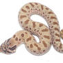 HN43 - Anaconda PH Albino Hog M